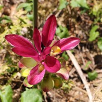 Curcuma zedoaria (Christm.) Roscoe